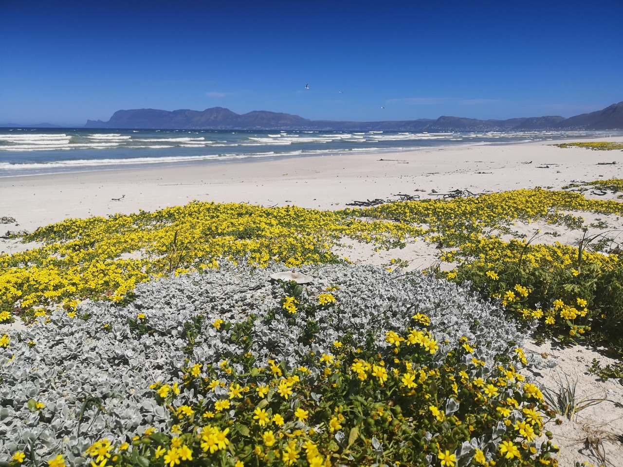 Cape Town a Cape of Flowers