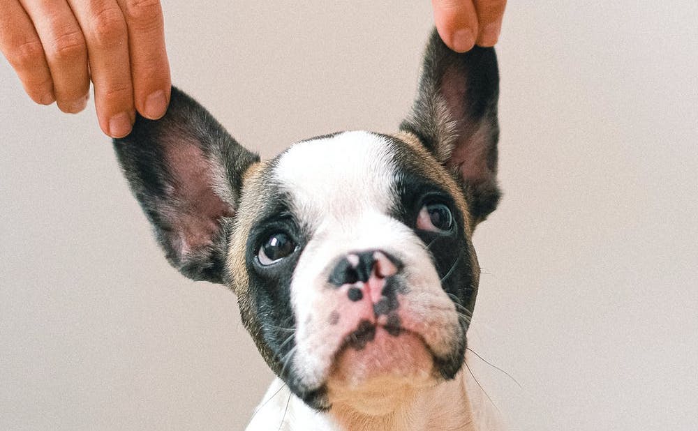 New Test For Deafness In Dogs Now In South Africa!!!