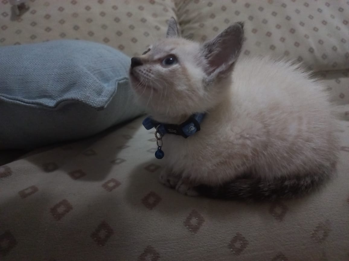 Nelspruit SPCA Inspector Bonds with Stray Kitten Found in Bag