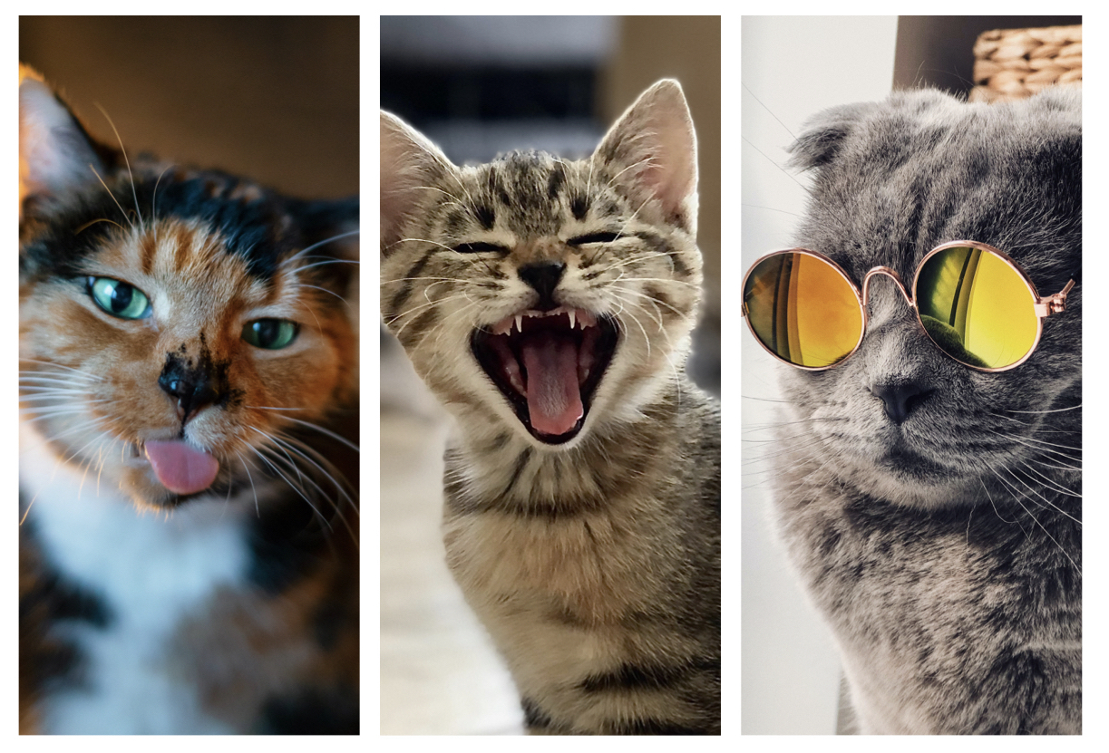 Here's How To Watch Cat Videos And Raise Funds For Shelters in SA!