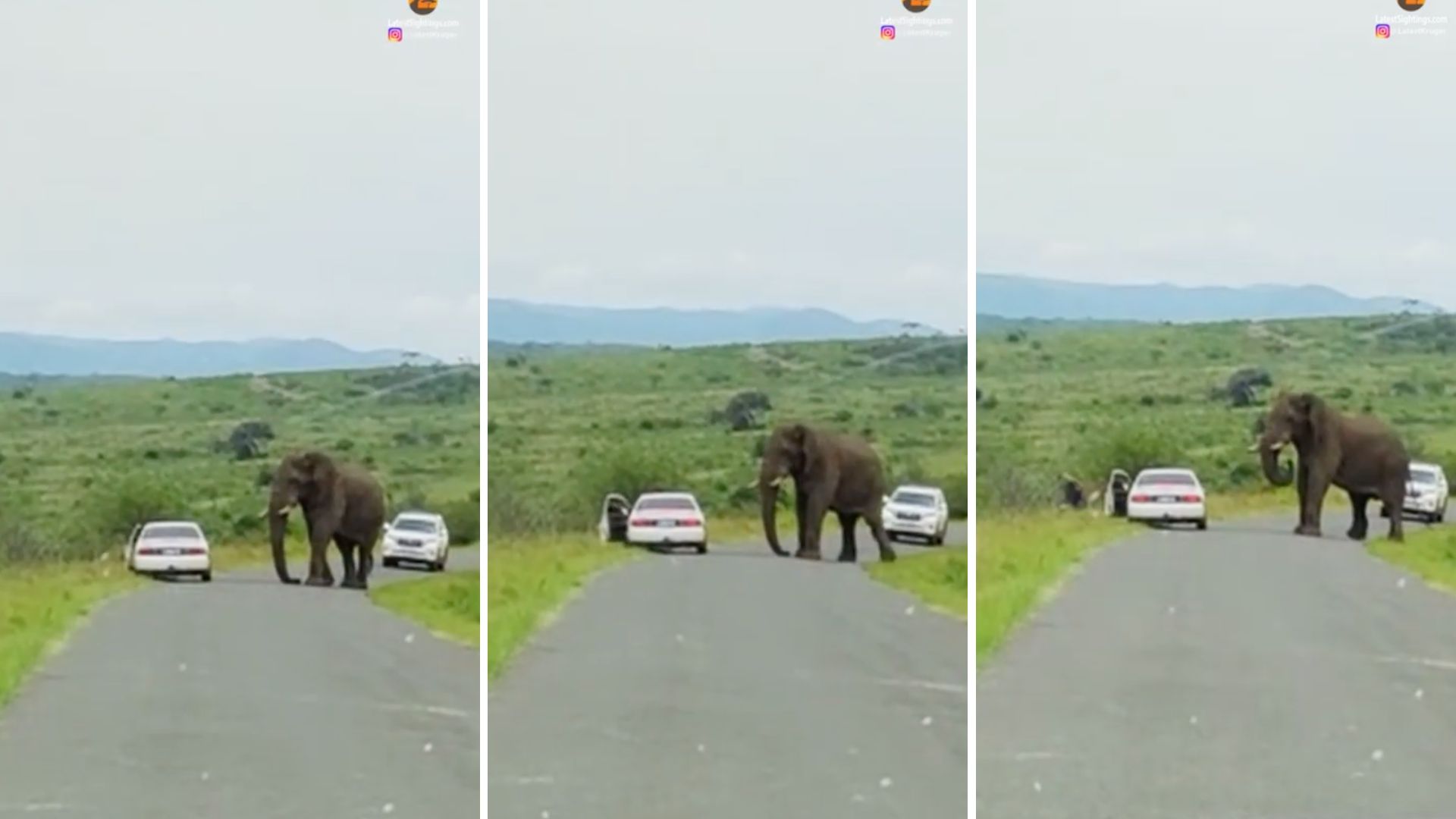 Seen the Viral Video of the Man Running From an Elephant? This is the