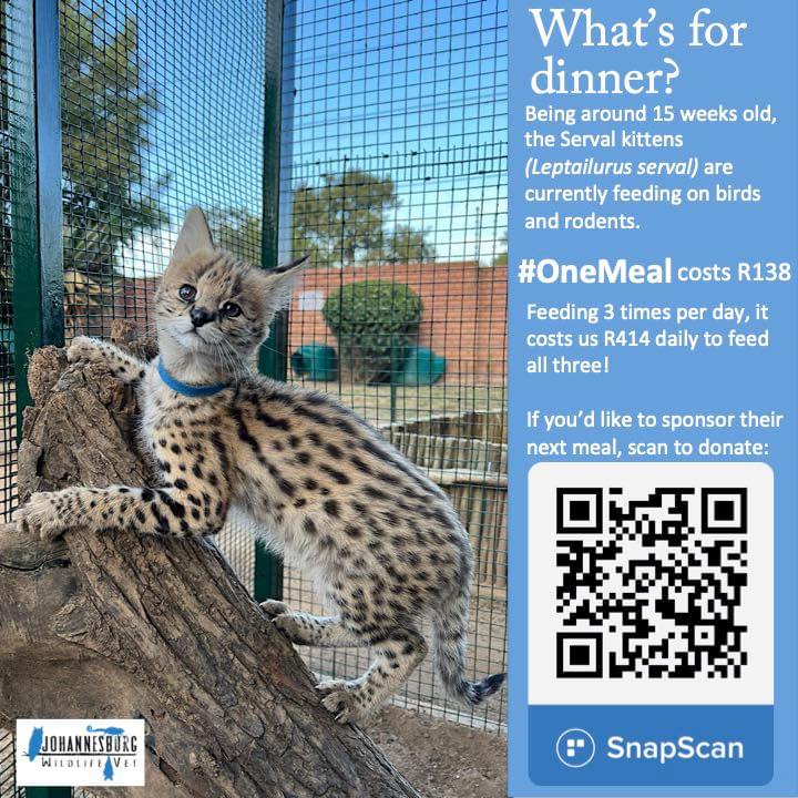 Watching Rescued Serval Kittens Eating is the Best Thing to Watch Today!