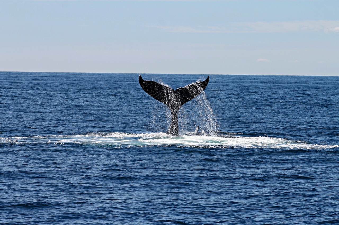 An AI Warning System is Here to Protect Whales In SA Waters