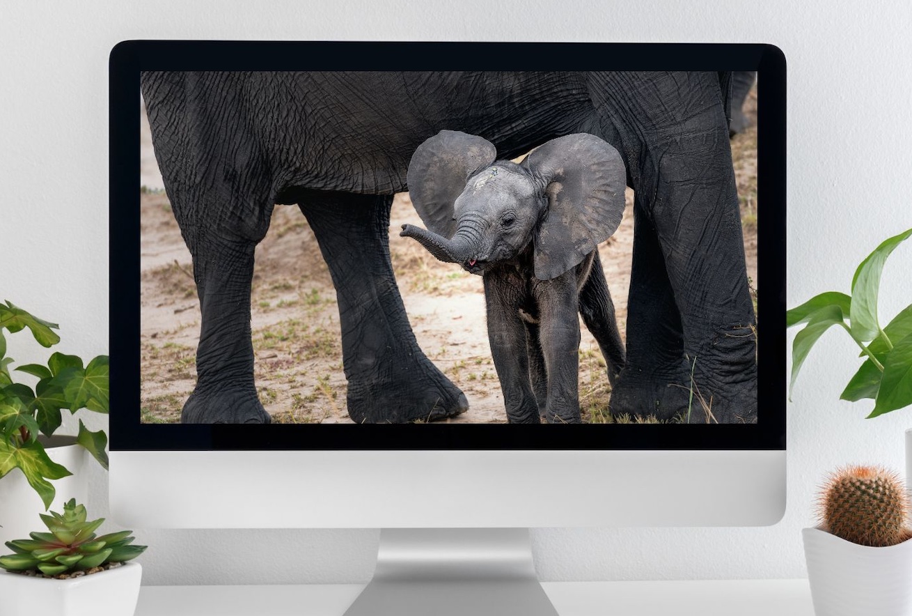 How to Give Back From Afar! Virtual Adoption Options