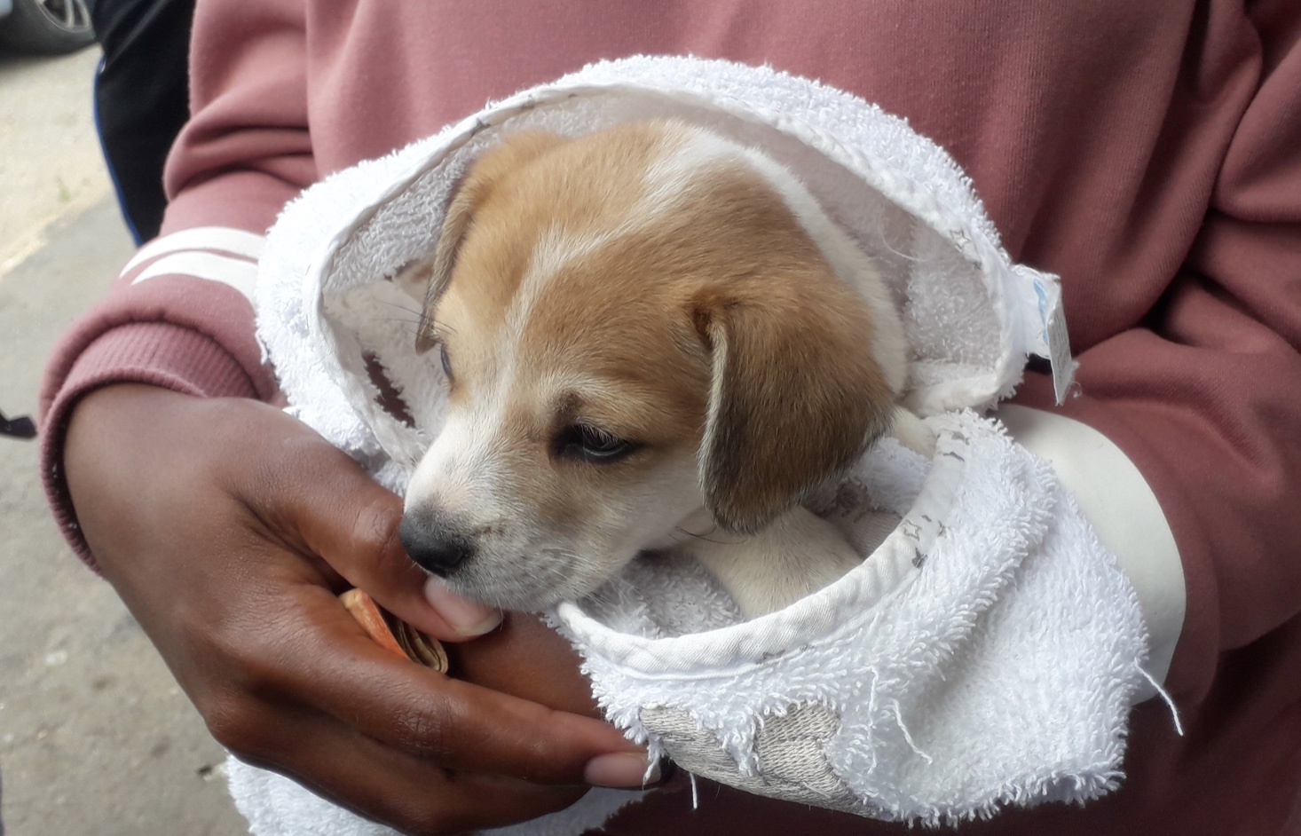 Animal Welfare Angels Gear Up to Get Dirty for Sterilisation Efforts