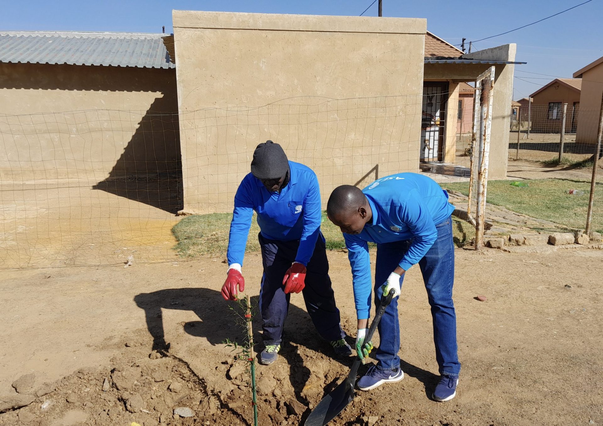Carletonville Refreshed with Wild Olive and Fruit Trees