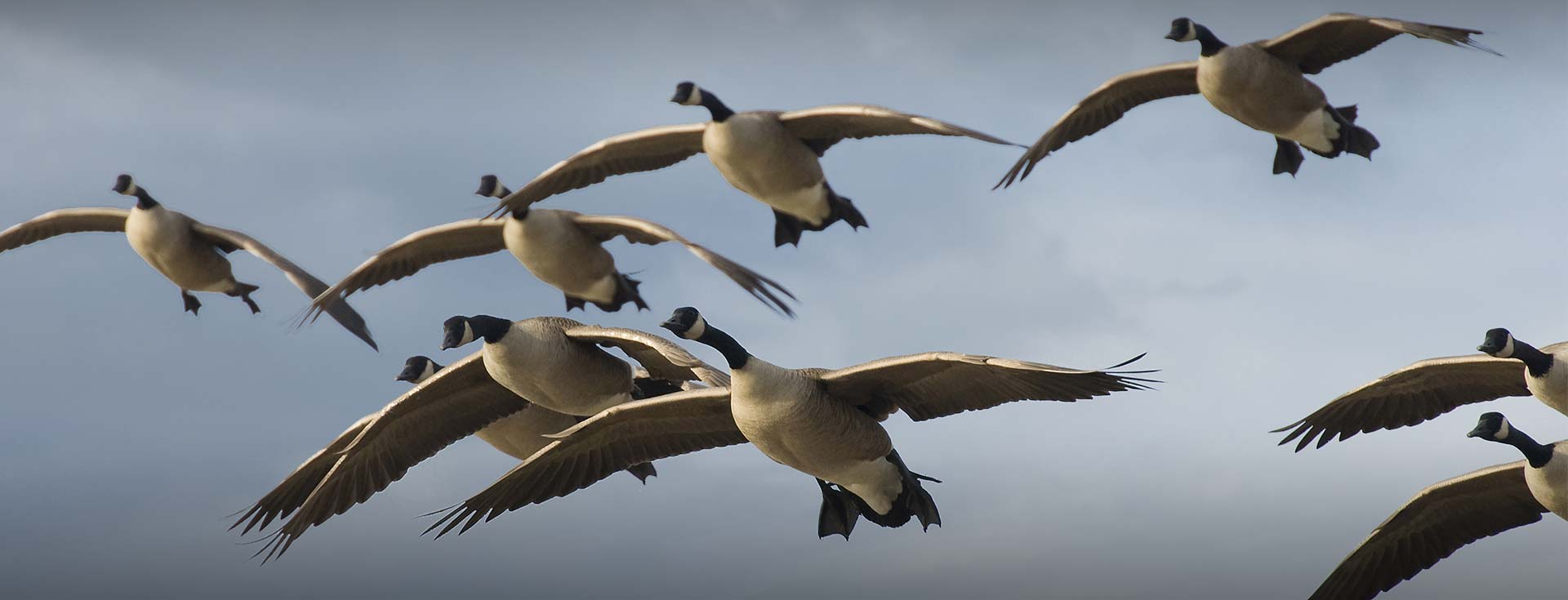 Premier Flight Guide Service Guided Snow Goose Hunts Rochester MN