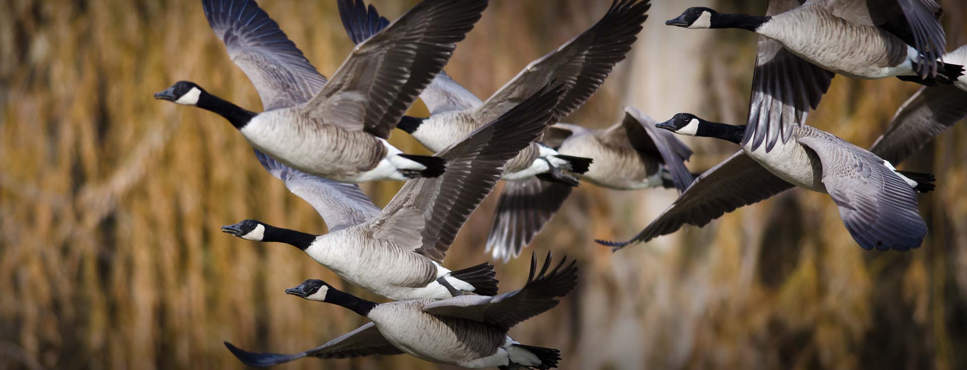 Premier Flight Guide Service Guided Snow Goose Hunts Rochester MN