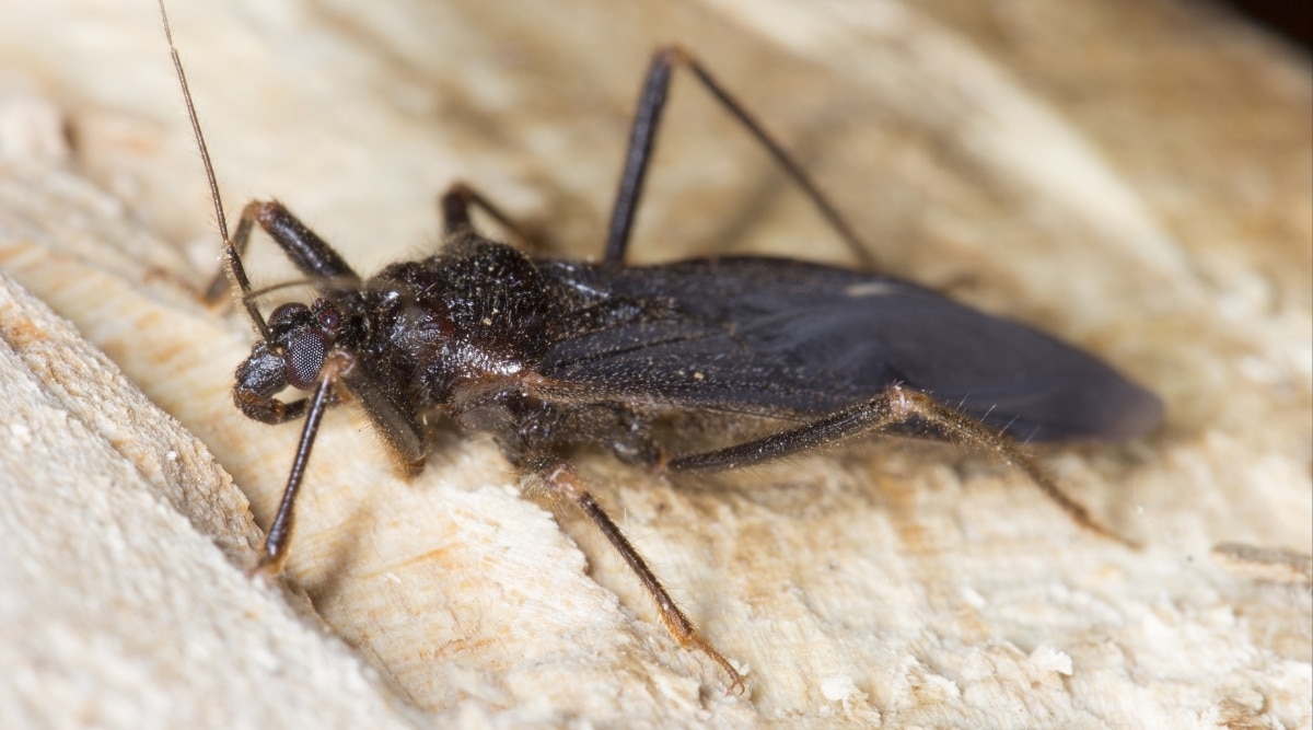 What Eats Bed Bugs? Spiders? Roaches? Other Natural Predators?