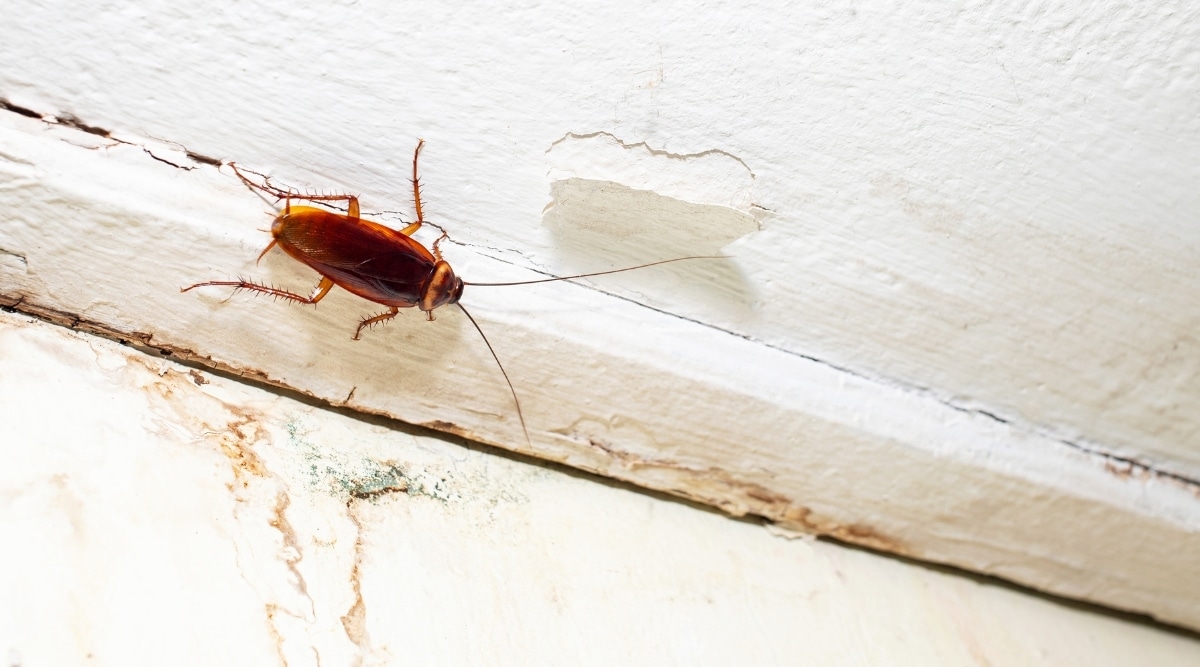 Where Do Roaches Hide? 10 Common Hiding Places for Cockroaches