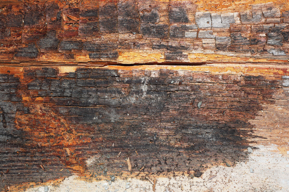 Termites or Dry Rot? How to Tell Wood Damages Apart