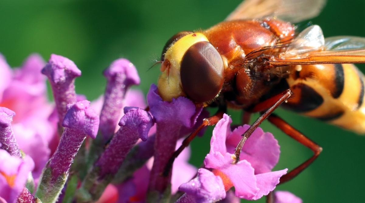 What Attracts and What Do They Eat?