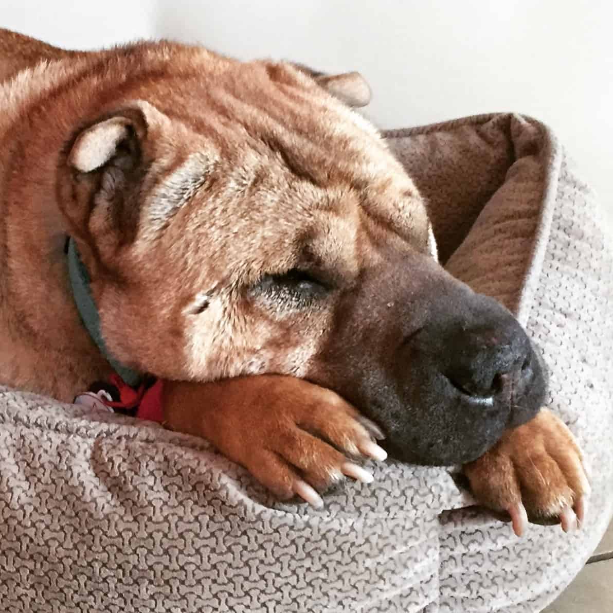 How to Tell If Your Dog Has A Fever And What To Do If He Does