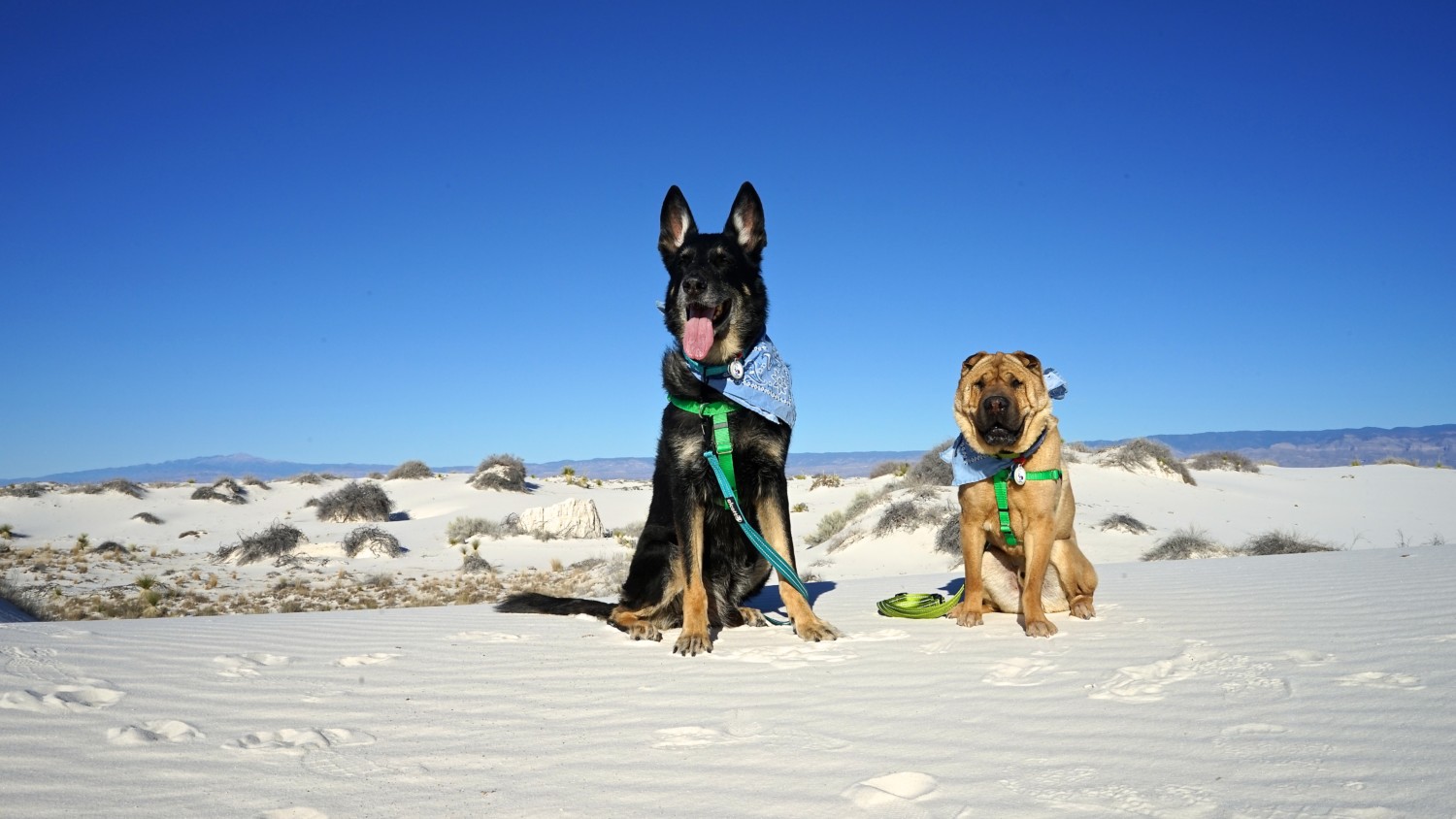 Dogs must be on a leash no longer than six feet at all times. The Most Dog Friendly National Parks In America Gopetfriendly