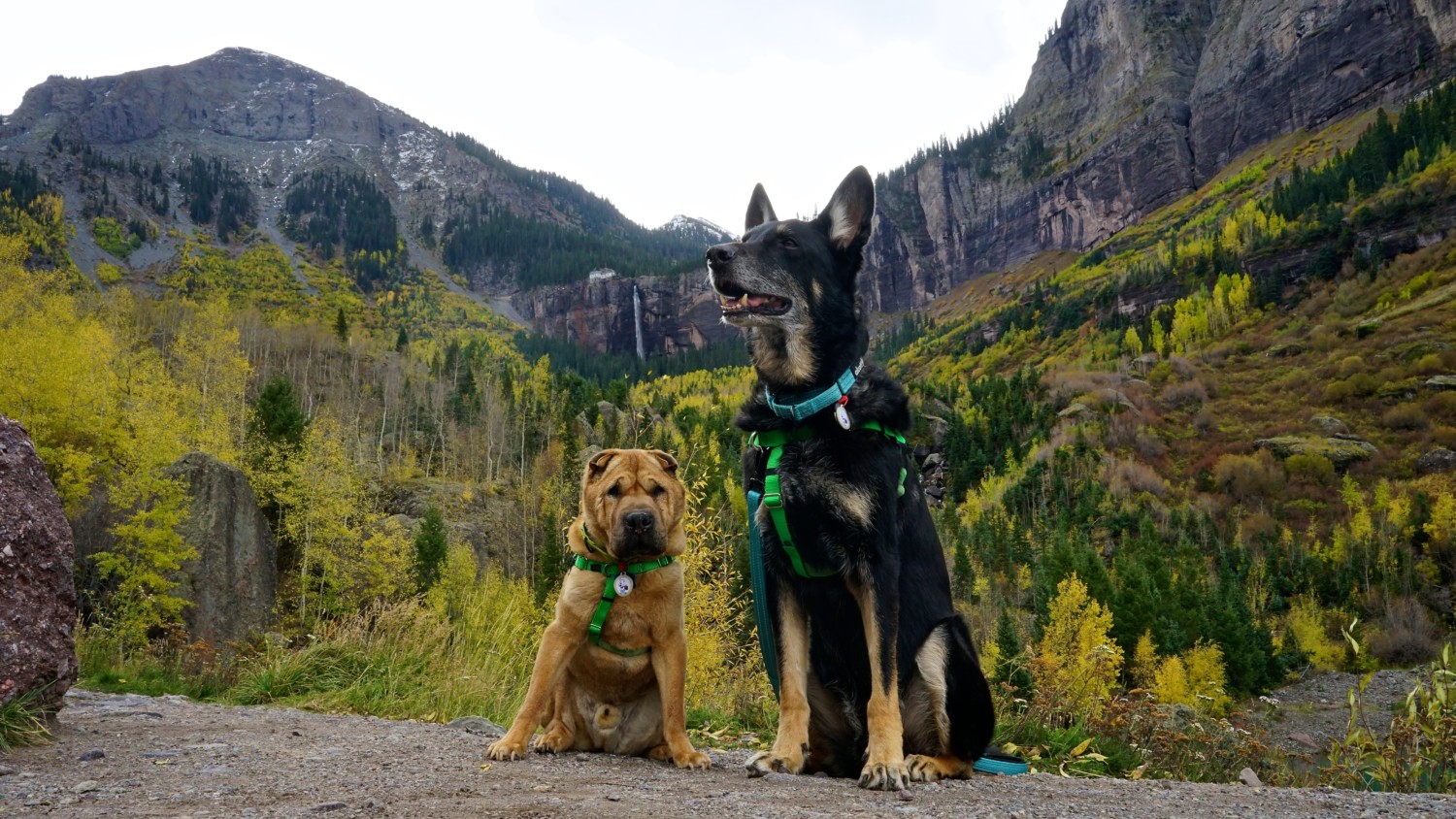 Pet Friendly Telluride Colorado A