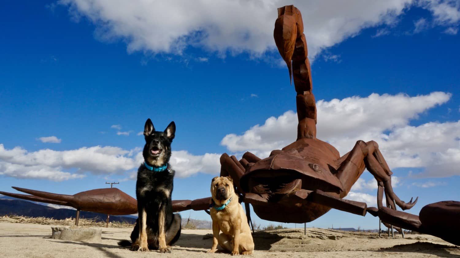 Borrego Springs A Dog Friendly Day Trip
