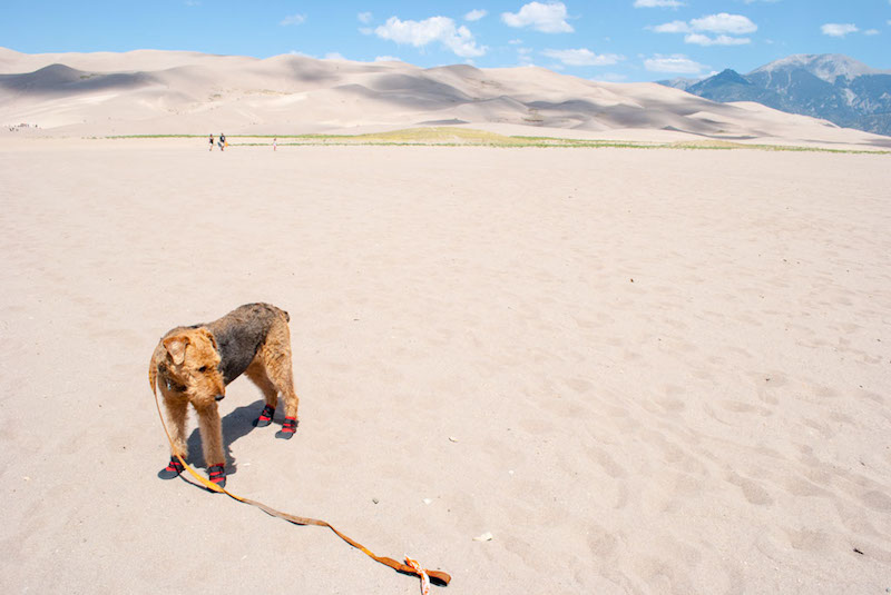 Hiking With Dogs 7 Essentials for Desert Trails