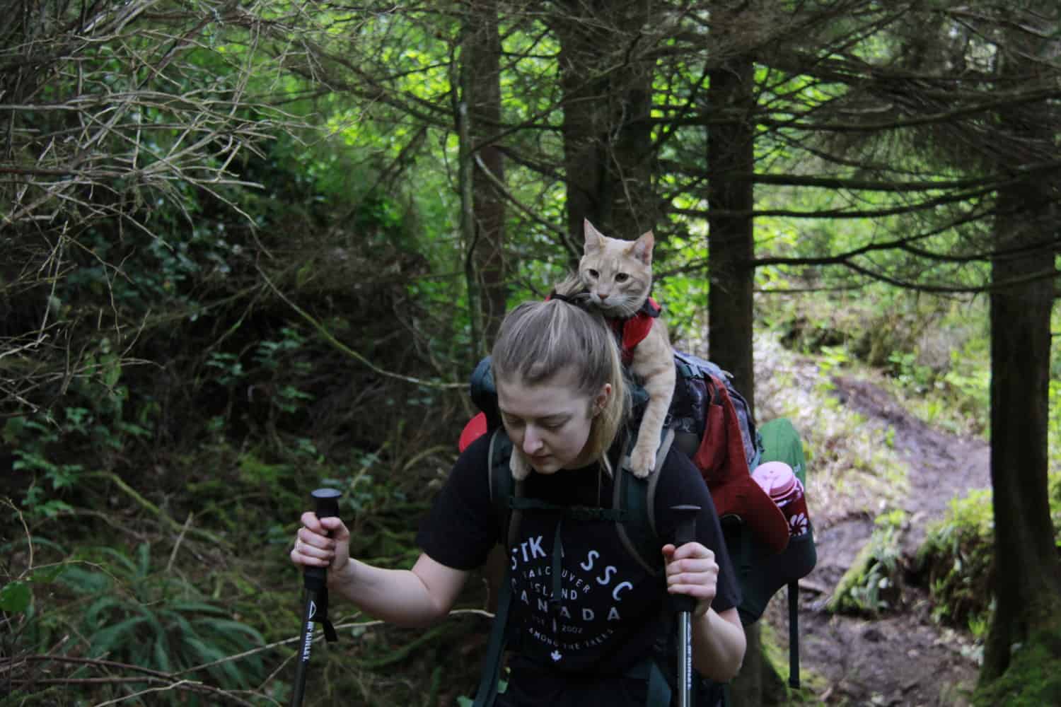 Answers To Common Questions About Hiking With Cats GoPetFriendly