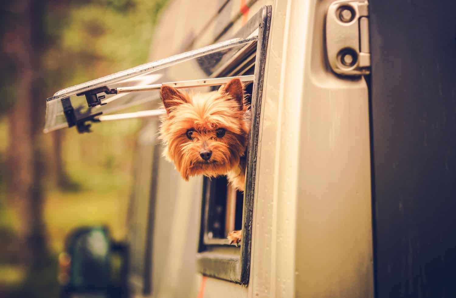 Pet Friendly RV Rental Companies Which One Will Work Best For You?