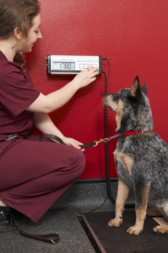 How To Check Your Dog's Pulse, Respiration, and Temperature