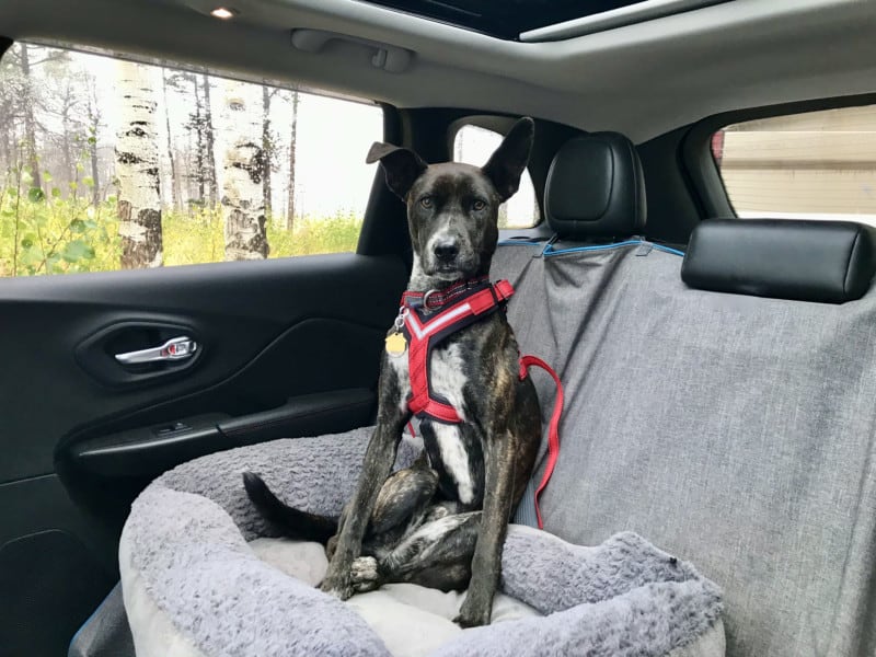 Best CrashTested Dog Harnesses For The Car GoPetFriendly