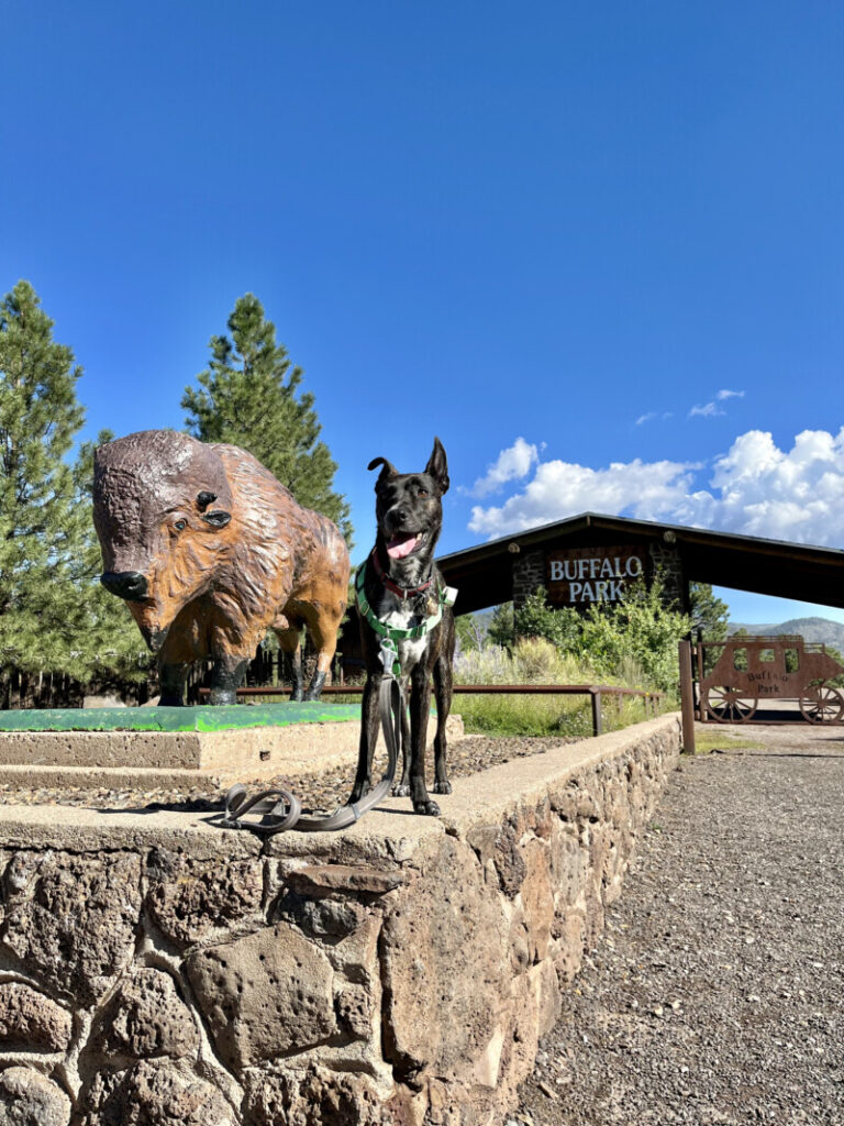 Pet Friendly Flagstaff What To Do, Where To Stay, Places To Eat