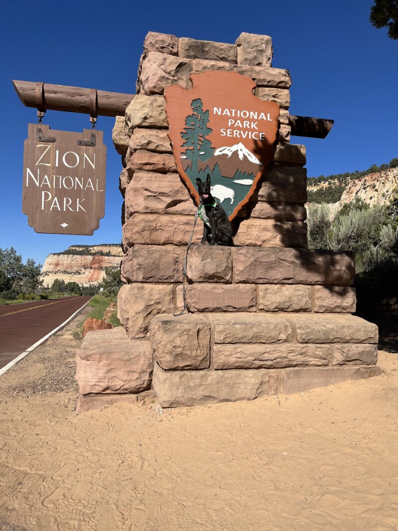 Can Dogs Hike In Zion National Park