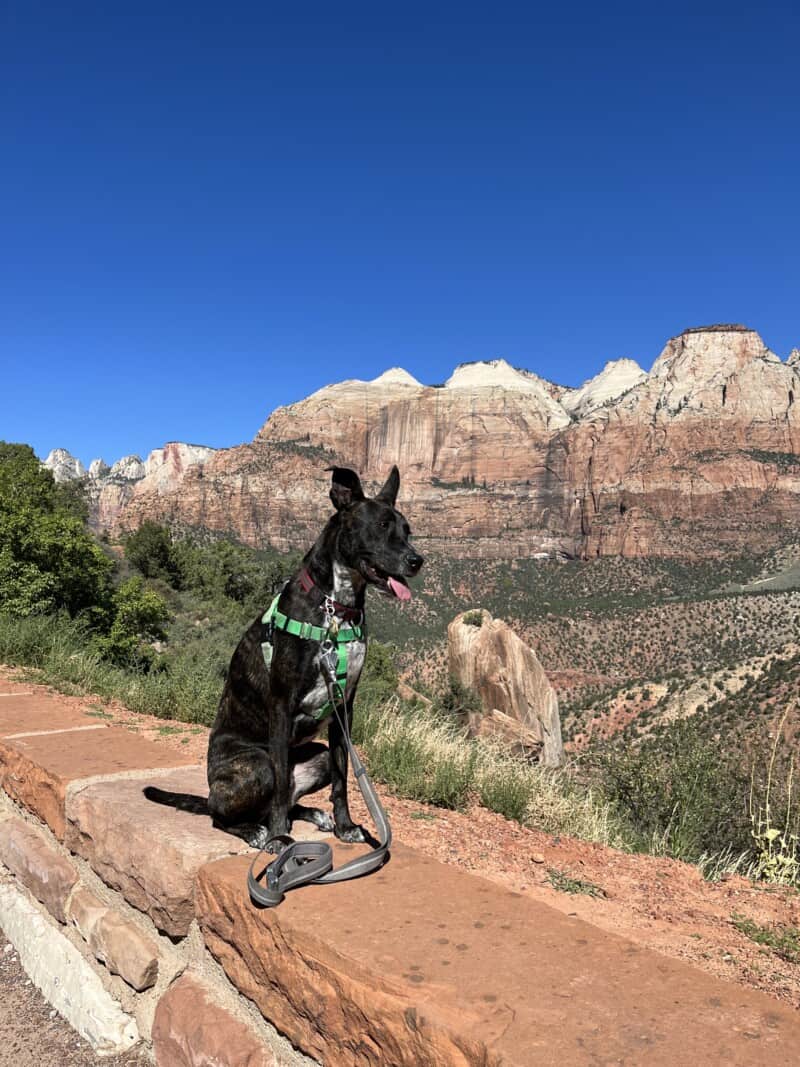Can Dogs Hike In Zion National Park