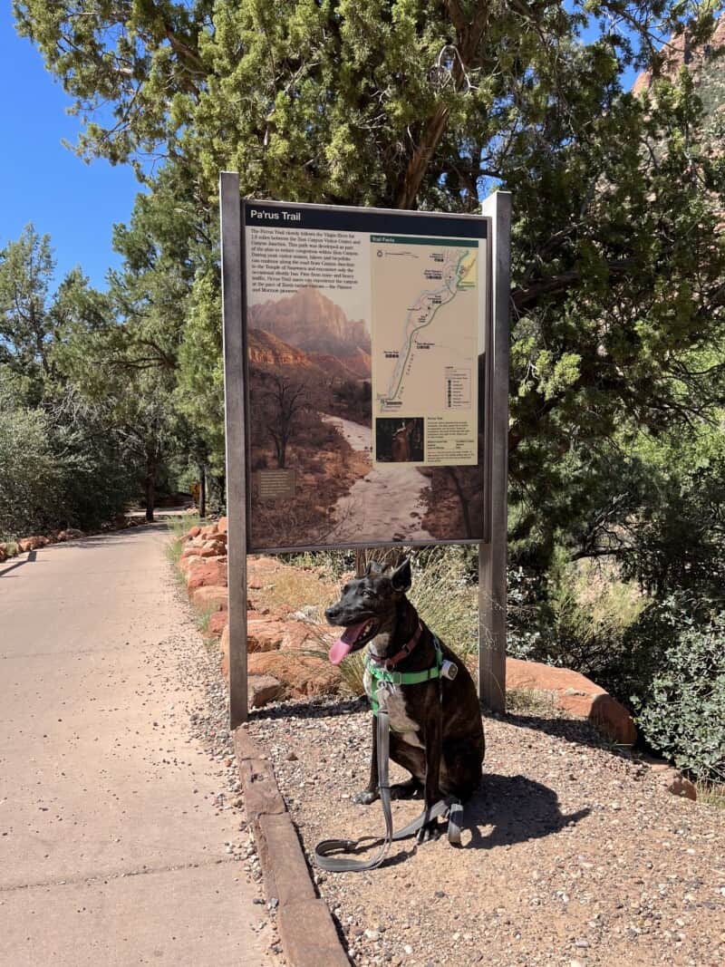 Can Dogs Hike In Zion National Park