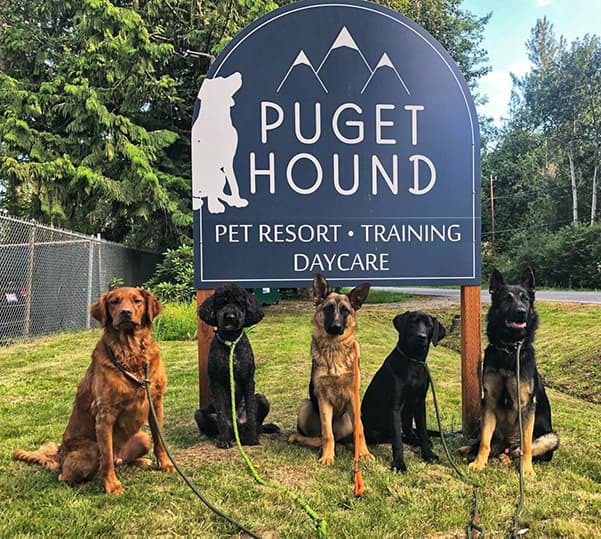 Dog Training in Bellingham WA Puget Hound