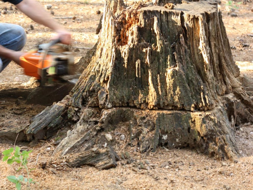 Tree Roots Removal Reasons Why You Should Leave It to the