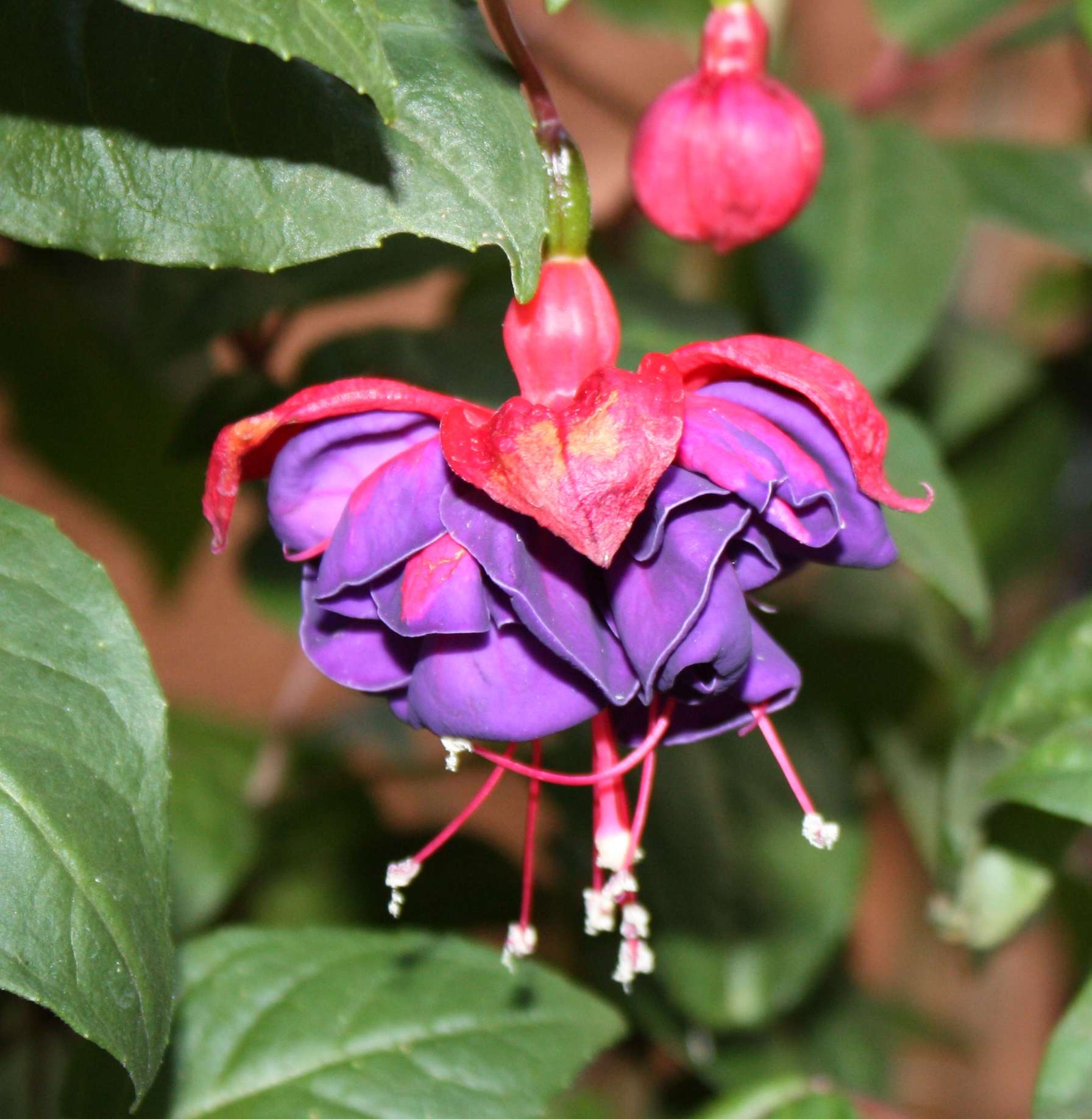 The Fuchsias