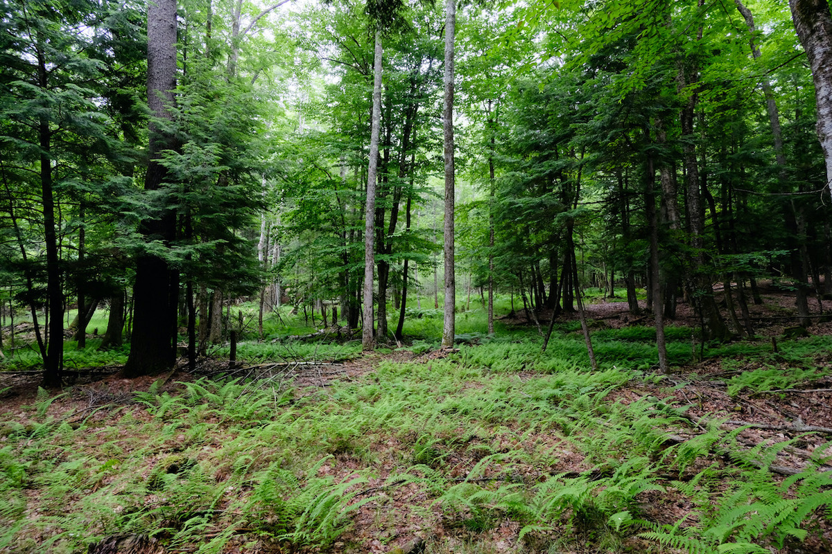 60 Acres of New Land Preserved in Gorham The Gorham Times