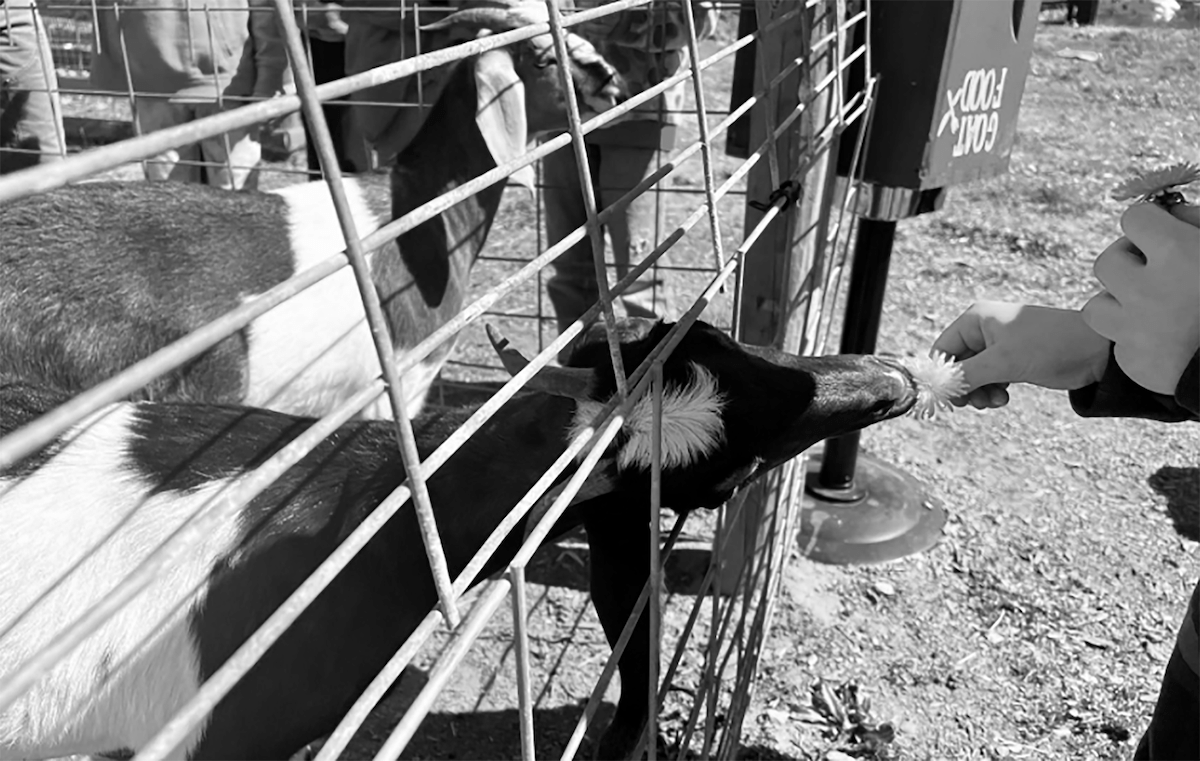 Great Falls Orchard Ridge Field Trip The Gorham Times