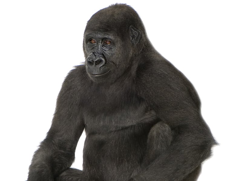 Gorilla Evolution Gorilla Facts and Information