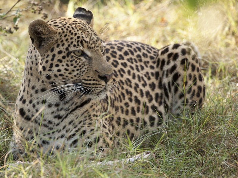 Gorilla Predators Gorilla Facts and Information