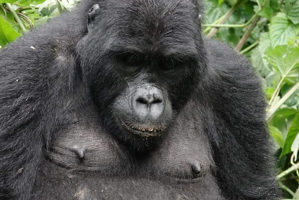 Are mountain gorillas an endangered species? Gorilla Safaris Uganda