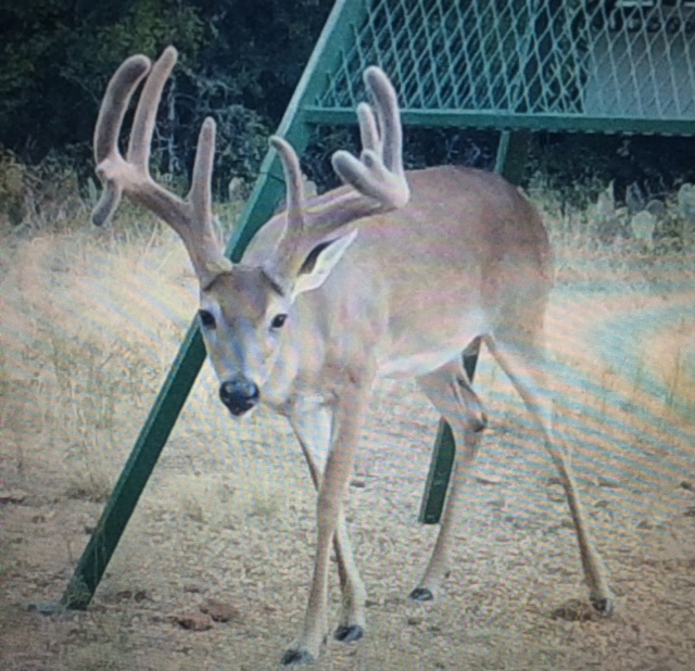 GormanRanches Gorman, TX
