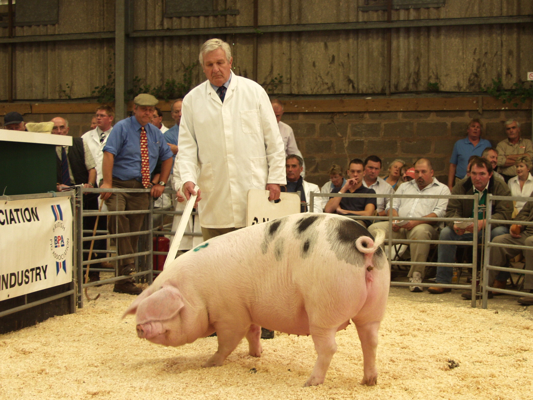 What Should I Pay for a Pig? Gloucestershire Old Spots Pig Breeders Club