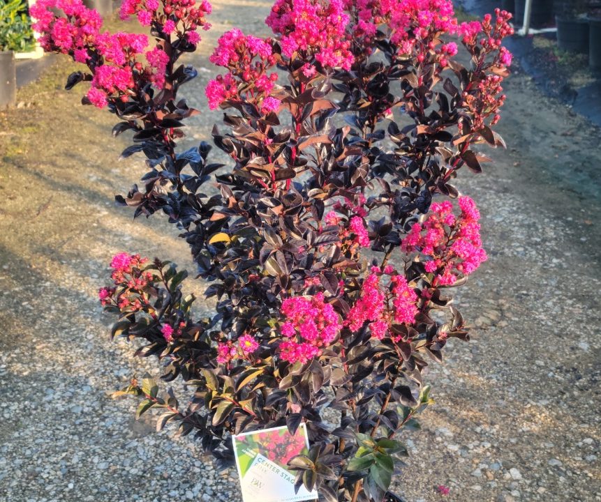 Crape Myrtle Center Stage® Pink Gossett's Landscape Nursery