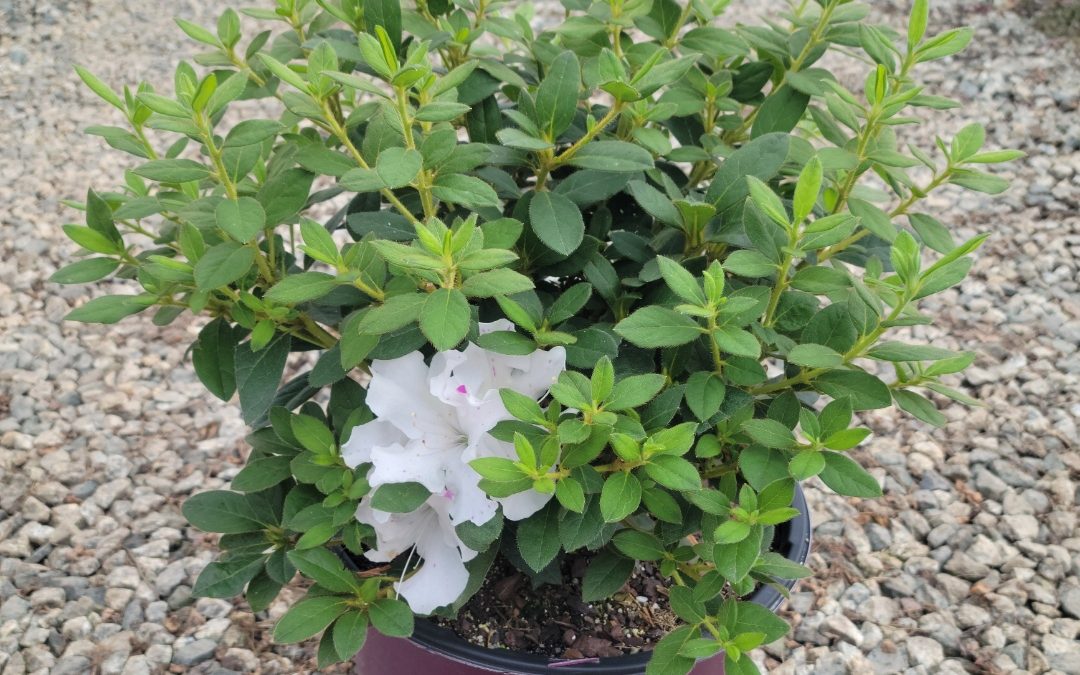 Azalea Encore® Autumn Lily® Gossett's Landscape Nursery