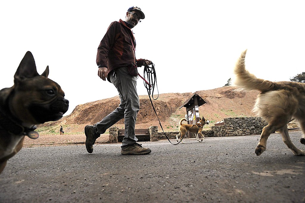 Dog Walking Laws in San Francisco Gossiboo Crew