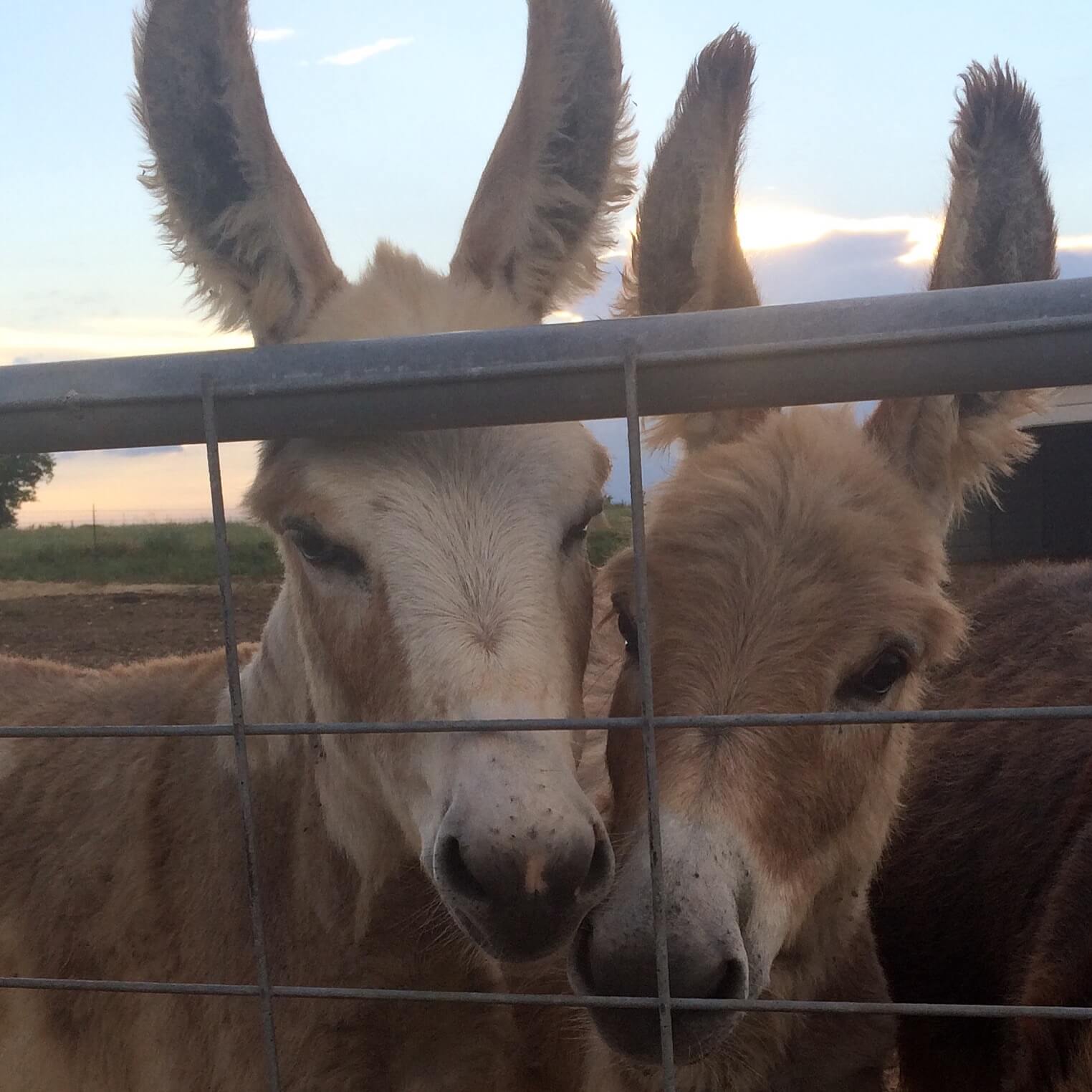 Sassafrass Mini Donkey Farm