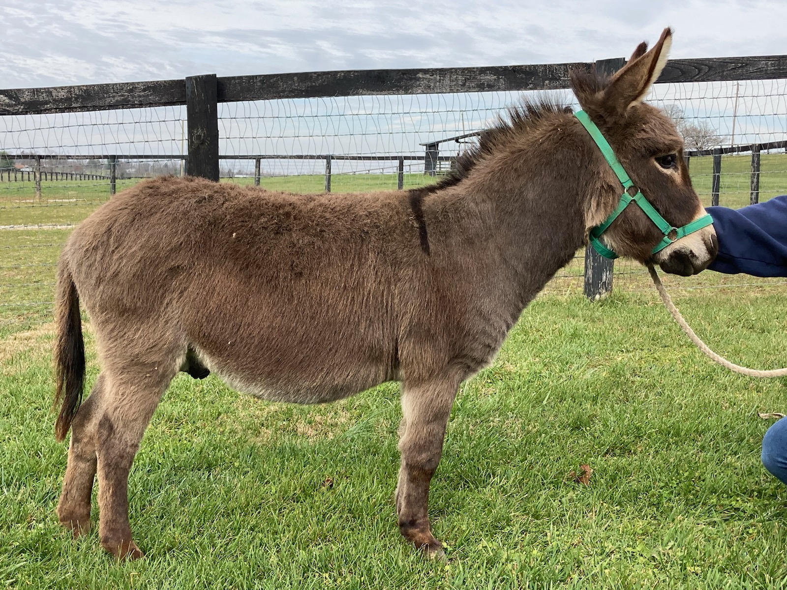 Country Cross Miniature Donkeys Miniature Donkey Breeders Listing