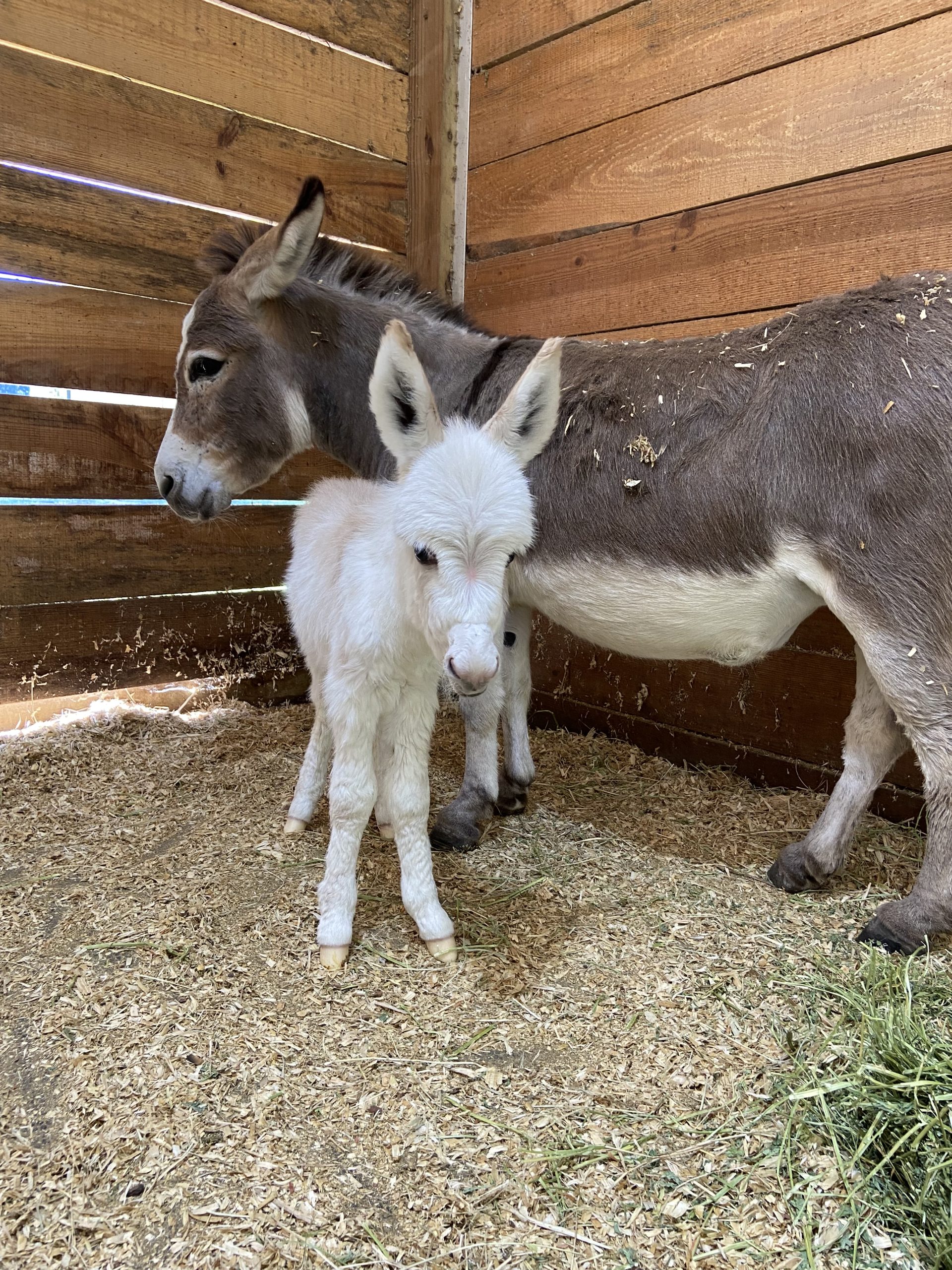 Broke Ass Ranch Miniature Donkeys Miniature Donkey Breeders Listing