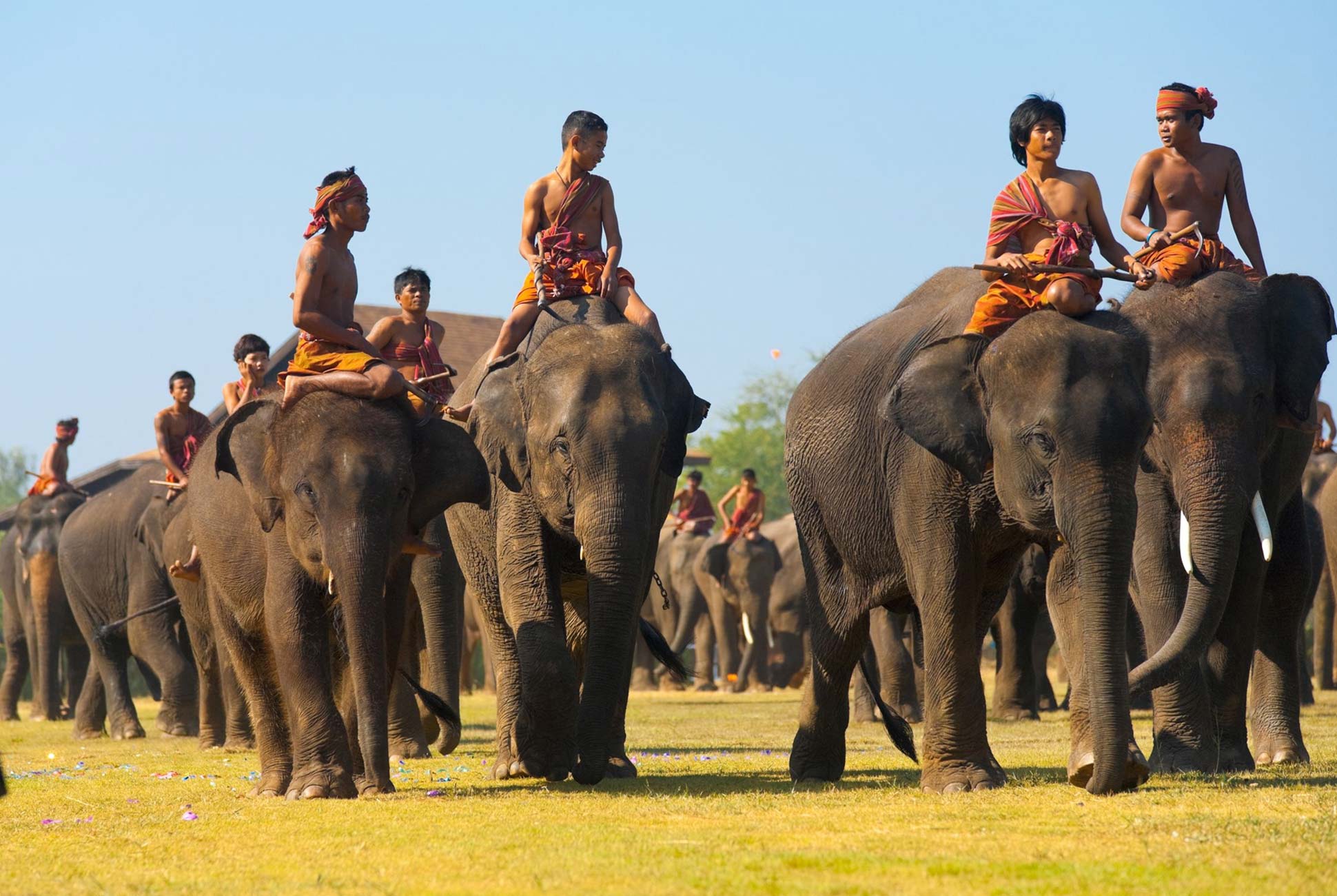 May Surin Elephant Festival Go Thai. Be Free Tourism Authority of