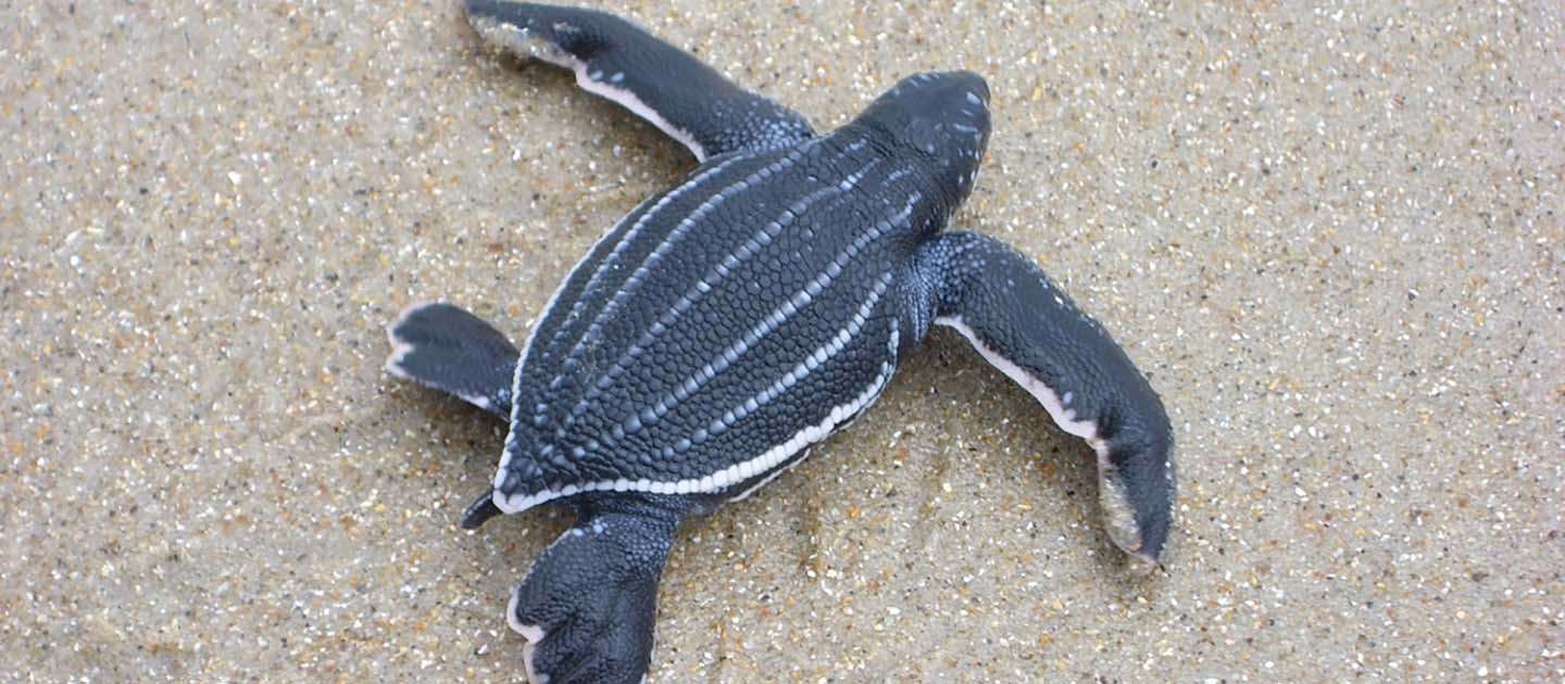 St. Croix Blog, Respect the Leatherback Sea Turtles