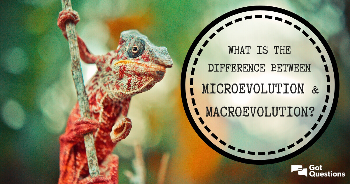 What is the difference between Microevolution and Macroevolution