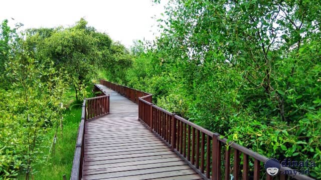 Indahnya Wisata Mangrove Surabaya Rute Lokasi