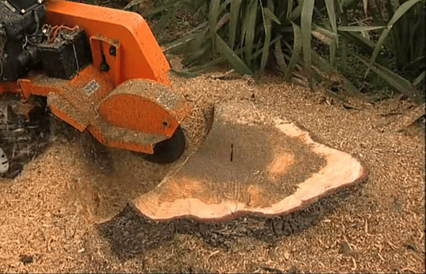 Tree Root Removal Cost Guide 2021 (Cutting Exposed Tree Roots)